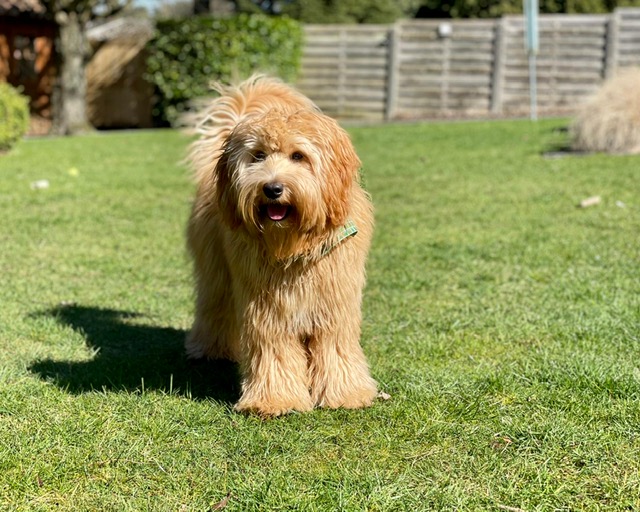 Odette vrolijk in gras