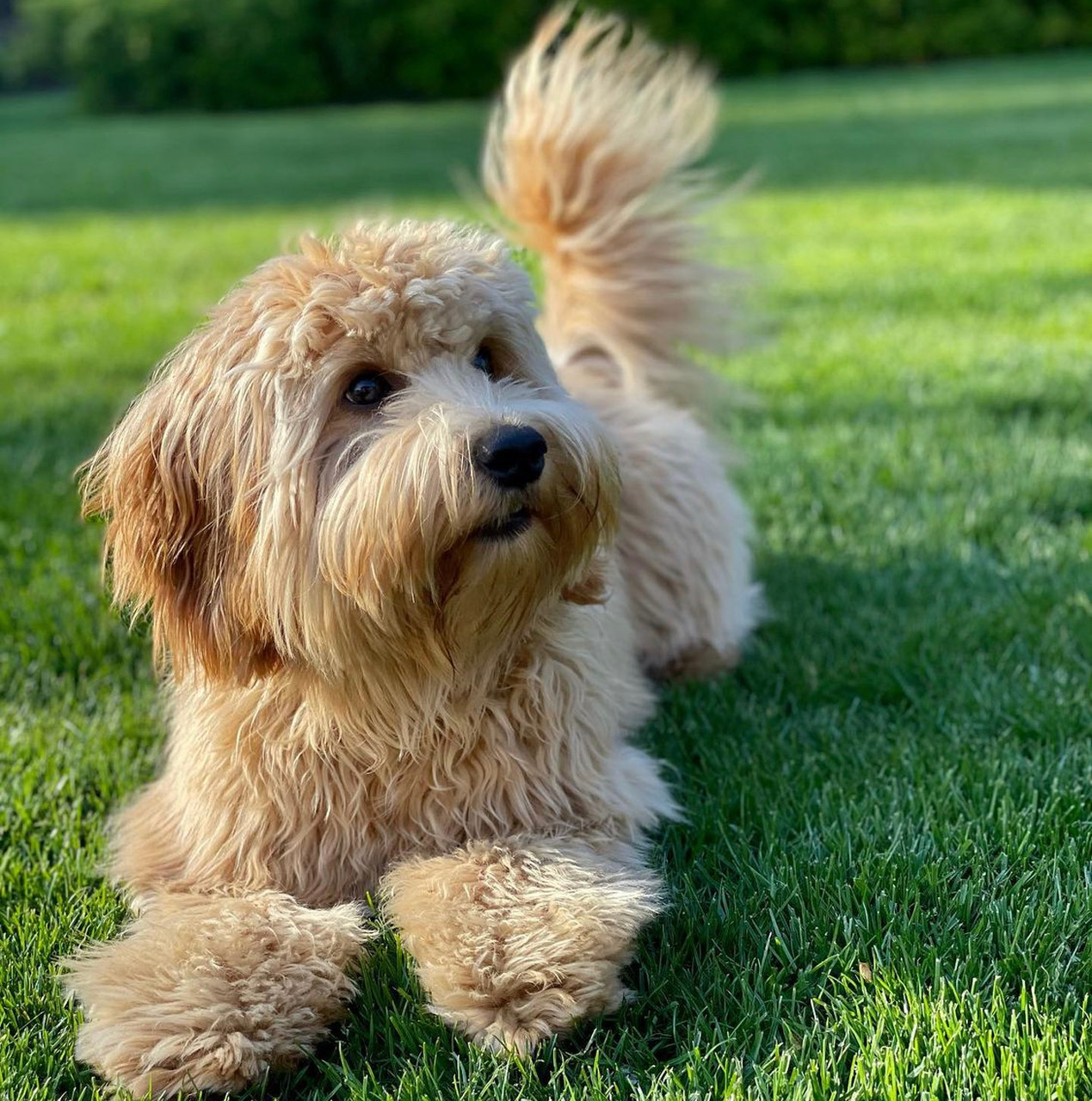 odette liggend in het gras